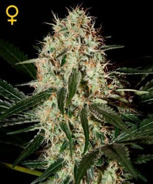 Arjan’s Haze 3