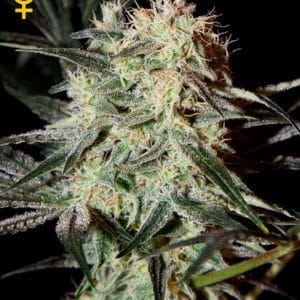 Image 1 of Arjan's Strawberry Haze cannabis by Green House Seeds – Social – Tall (140cm plus) – Strawberry – Seed City