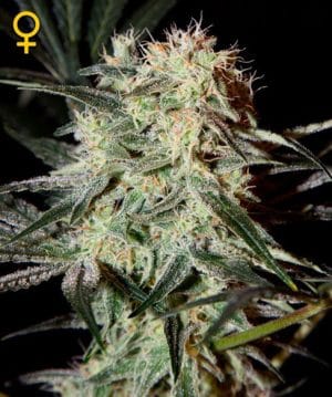Arjan’s Strawberry Haze