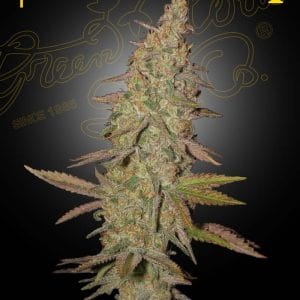Arjan's Ultra Haze 1 cannabis seeds – Psychedelic – Good for outdoor grow – 12/12 Photoperiod – image 1 from Seed City