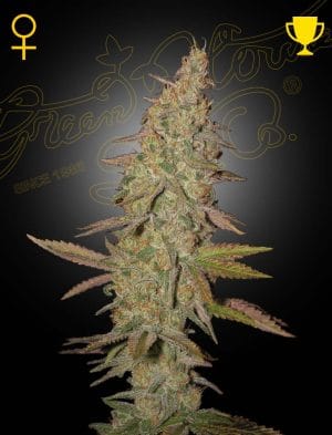 Arjan’s Ultra Haze 1
