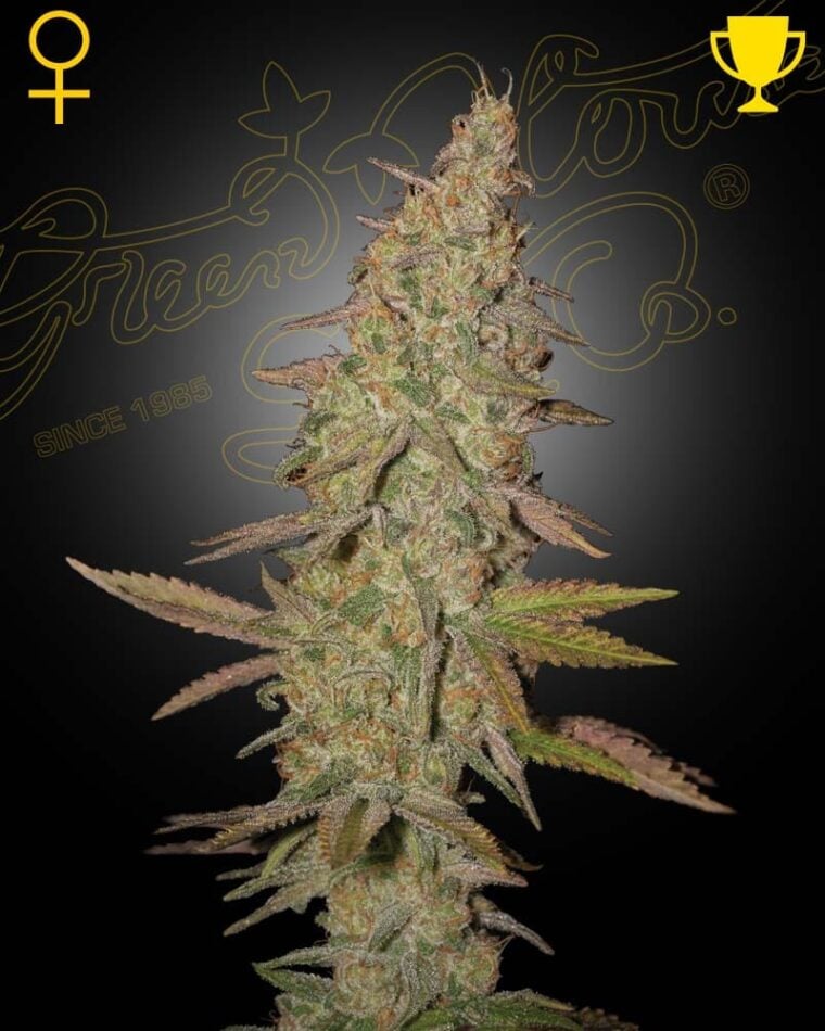 Arjan's Ultra Haze 1 cannabis seeds – Psychedelic – Good for outdoor grow – 12/12 Photoperiod – image 1 from Seed City