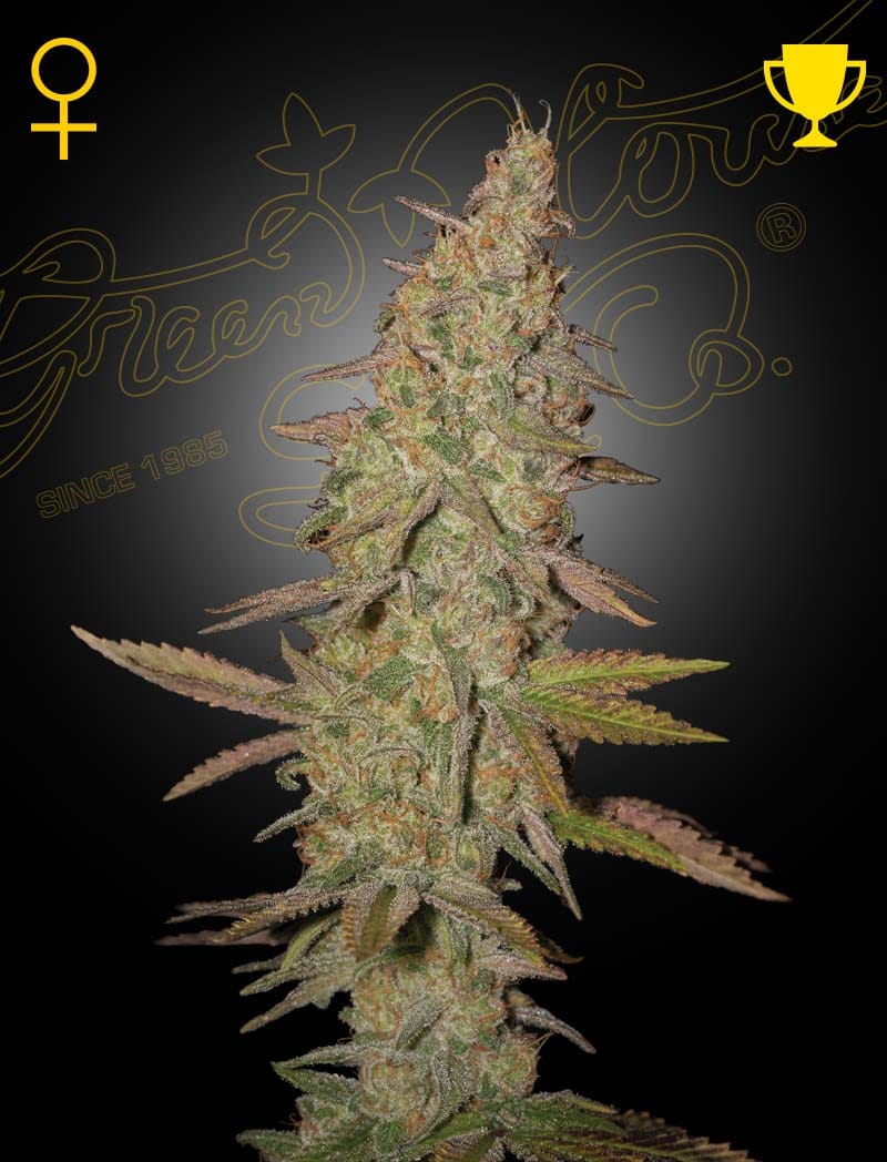 Arjan's Ultra Haze 1 cannabis seeds – Psychedelic – Good for outdoor grow – 12/12 Photoperiod – image 1 from Seed City