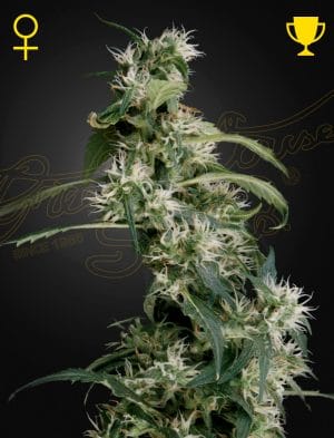 Arjan’s Ultra Haze 2