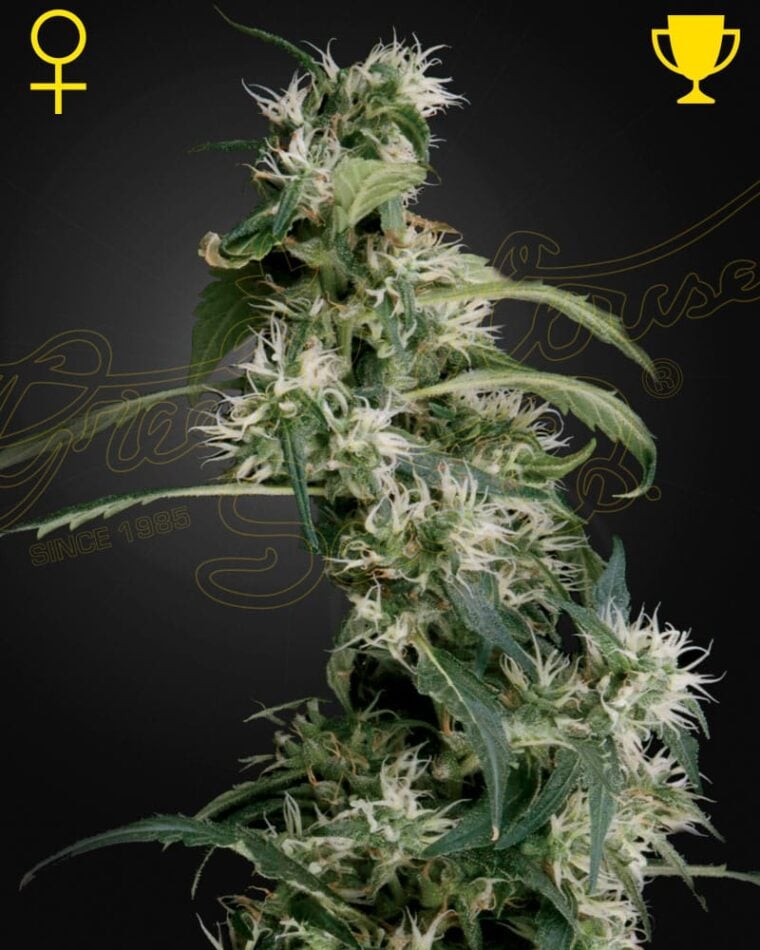 Arjan's Ultra Haze 2 cannabis seeds – Woodsy – Excellent harvest potential – Tall (140cm plus) – image 1 from Seed City