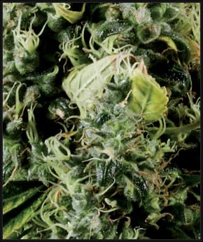Image 2 of Arjan's Haze 3 cannabis by Green House Seeds – Fruity – Female seeds – Social – Seed City