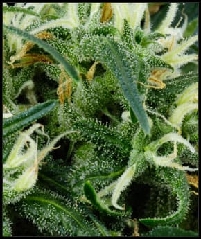 Arjan's Ultra Haze 2 cannabis seeds – Tall (140cm plus) – The End of October – Woodsy – image 2 from Seed City