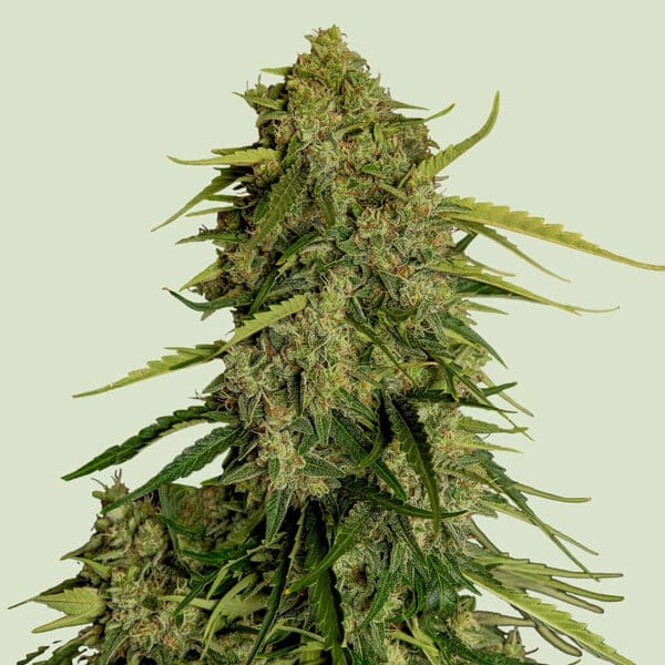 Atlas F1 cannabis seeds – Resistant to Pests – Auto-Flowering – Short (up to 80cm) – image 1 from Seed City