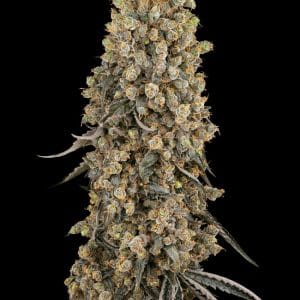 Atomic Blue Dream from Sensi Seeds