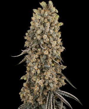Atomic Blue Dream