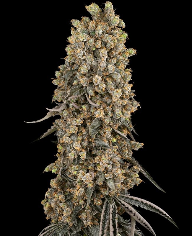 Atomic Blue Dream from Sensi Seeds