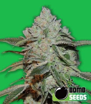 Atomic Bomb