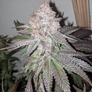 Atomic Sherbet from Dank Genetics