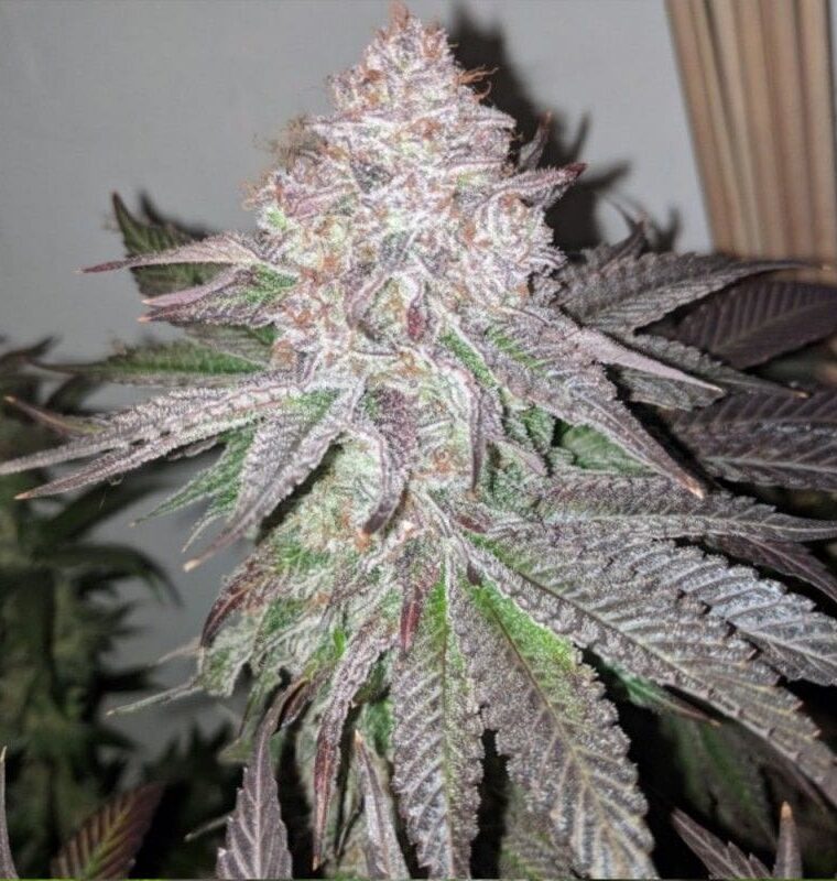 Atomic Sherbet from Dank Genetics