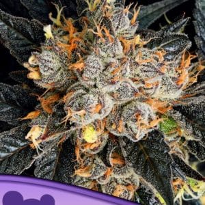 Aura from Anesia Seeds