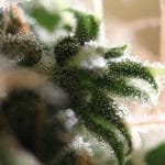 Auto Amnesia from Seedsman Seeds
