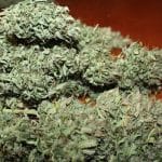 showing Cerebral – Auto-Flowering – Greenhouse – image 2 – Seed City