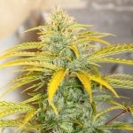 Auto Gorilla OG by Short Stuff Seeds – High Yielding – Super Strength – Piney – image 3 – Seed City