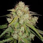 Auto Jedi Kush from Short Stuff Seeds