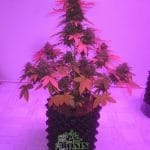 Auto Pink Grapefruit cannabis seeds – Narcotic – Feminized – Outdoor – image 2 from Seed City