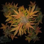 Auto Pink Grapefruit by Short Stuff Seeds – Narcotic – Feminized – Citrus – image 3 – Seed City