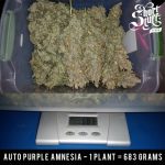 Image 3 of Auto Purple Amnesia cannabis by Short Stuff Seeds – Peppery – Short (up to 80cm) – Creative – Seed City