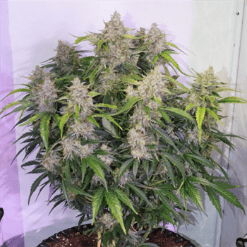 Auto Skywalker Haze cannabis seeds – Citrus – Mostly Sativa – Auto-Flowering – image 3 from Seed City