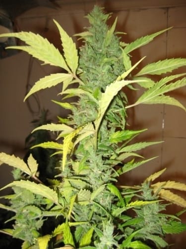Auto Destroyer from Original Sensible Seeds