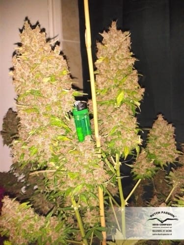 AutoBlackberry Kush by Dutch Passion Seeds – Feminized – Indoor – Indica Dominant – image 7 – Seed City