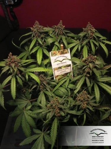 AutoBlackberry Kush by Dutch Passion Seeds – Indica Dominant – Body Stone – Fruity – image 14 – Seed City