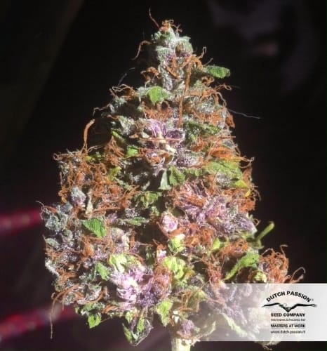 showing Body Stone – Indoor – Fruity – image 20 – Seed City