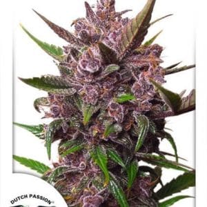 AutoBlackberry Kush by Dutch Passion Seeds – Feminized – Fruity – Indoor – image 1 – Seed City