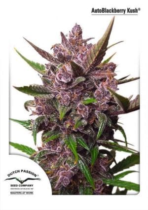 AutoBlackberry Kush