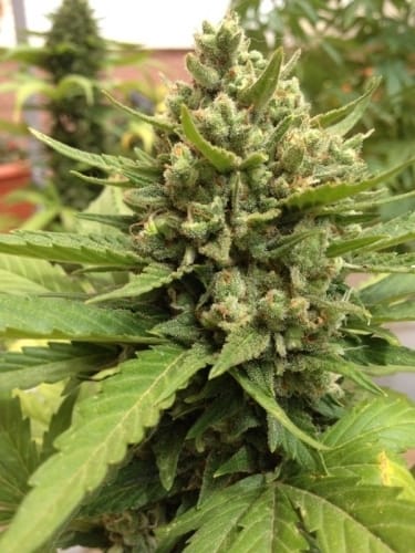 Auto Blueberry from Dutch Passion Seeds