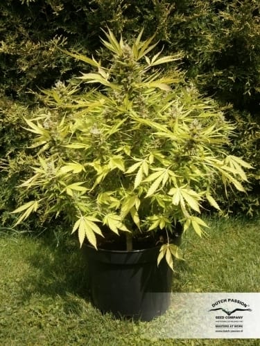 Auto Blueberry from Dutch Passion Seeds