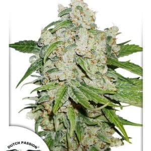 AutoBrooklyn Sunrise by Dutch Passion Seeds – Indoor-friendly – Feminized – Spicy – image 1 – Seed City