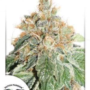 AutoColorado Cookies cannabis seeds – Fruity – Large yield – Feminized – image 1 from Seed City