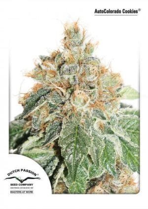 AutoColorado Cookies