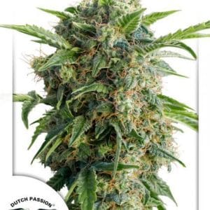 AutoDaiquiri Lime cannabis seeds – Fruity – Suited for indoor growing – Feminized – image 1 from Seed City