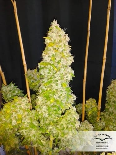 AutoEuphoria by Dutch Passion Seeds – Auto-Flowering – Skunky – Guaranteed female plants – image 4 – Seed City