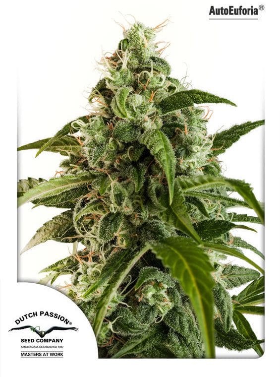 AutoEuphoria cannabis seeds – Auto-Flowering – Good for outdoor grow – Skunky – image 1 from Seed City