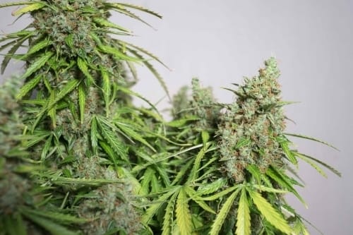 showing Large yield – Indoor-friendly – Resistant to Pests – image 6 – Seed City