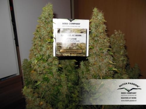 Image 10 of Auto Mazar cannabis by Dutch Passion Seeds – Super Strength – Large yield – Indoor-friendly – Seed City
