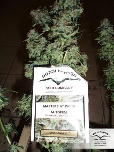 Auto Mazar from Dutch Passion Seeds