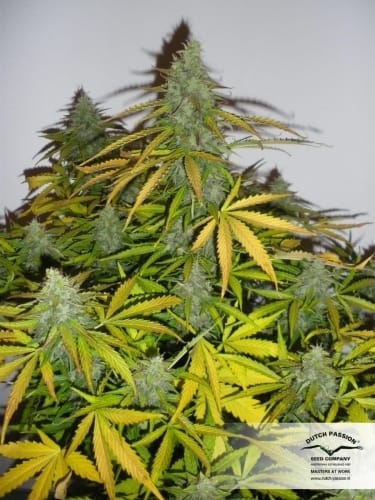 showing Auto-Flowering – Large yield – Super Strength – image 19 – Seed City