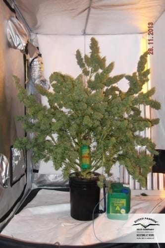 Auto Mazar by Dutch Passion Seeds – Short (up to 80cm) – Large yield – Indoor-friendly – image 23 – Seed City