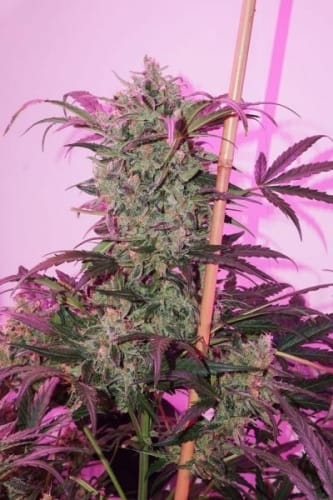 Image 5 of AutoNight Queen cannabis by Dutch Passion Seeds – Feminized – Indica Dominant – Sweet – Seed City