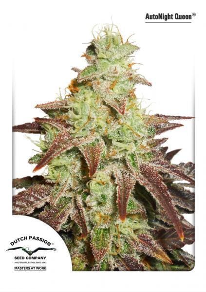 AutoNight Queen by Dutch Passion Seeds – Insomnia – Sweet – Indica Dominant – image 1 – Seed City