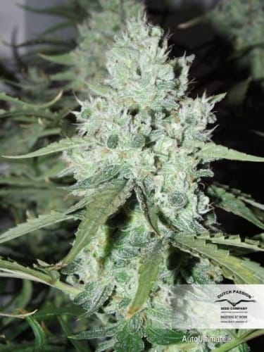 Indoor-friendly – Female seeds – Auto-Flowering – AutoUltimate strain – image 5 – from Dutch Passion Seeds via Seed City