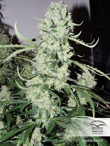 Female seeds – Auto-Flowering – Indoor-friendly – AutoUltimate strain – image 6 – from Dutch Passion Seeds via Seed City